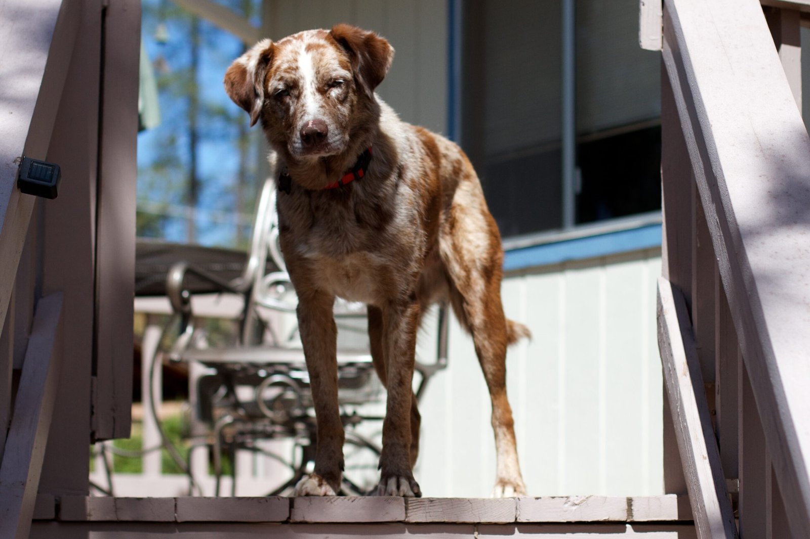 Using Your Dog’s Name for Scolding (image credits: wikimedia)