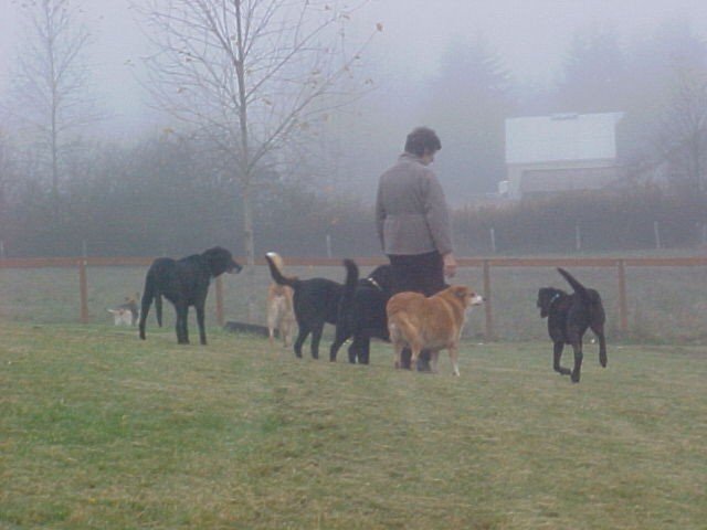 2. Shared Routines Bring Structure (image credits: wikimedia)