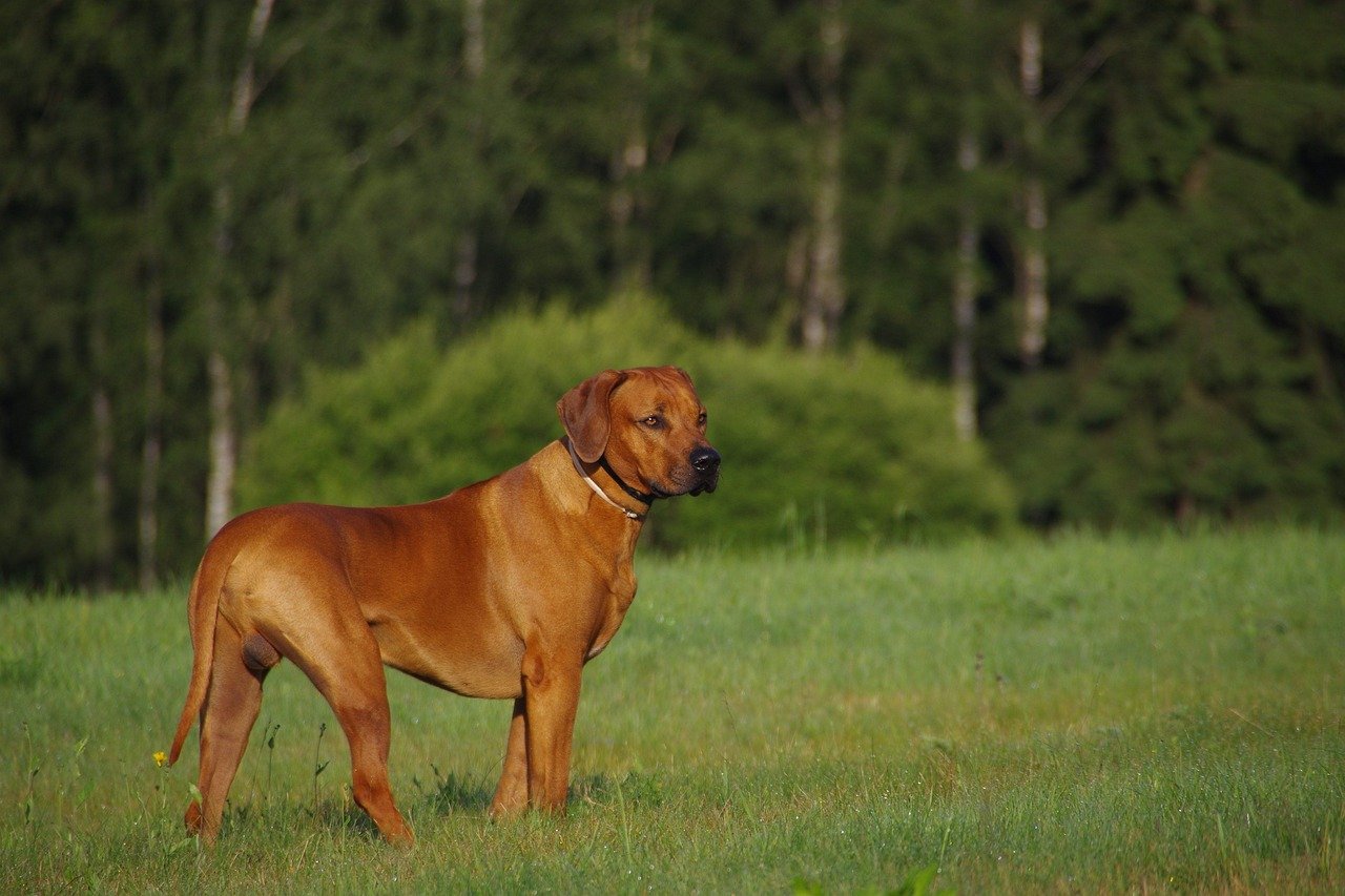 Rhodesian Ridgeback: The Lion Hunter (image credits: pixabay)