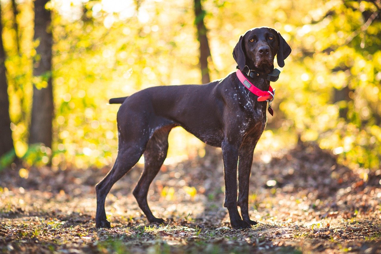 German Shorthaired Pointer: The Versatile Athlete (image credits: pixabay)