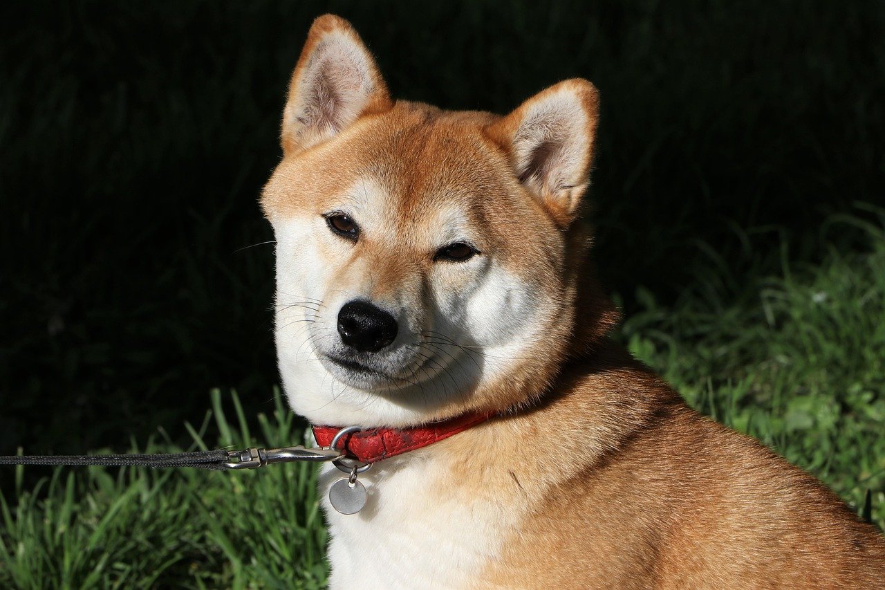 Shiba Inu (image credits: pixabay)