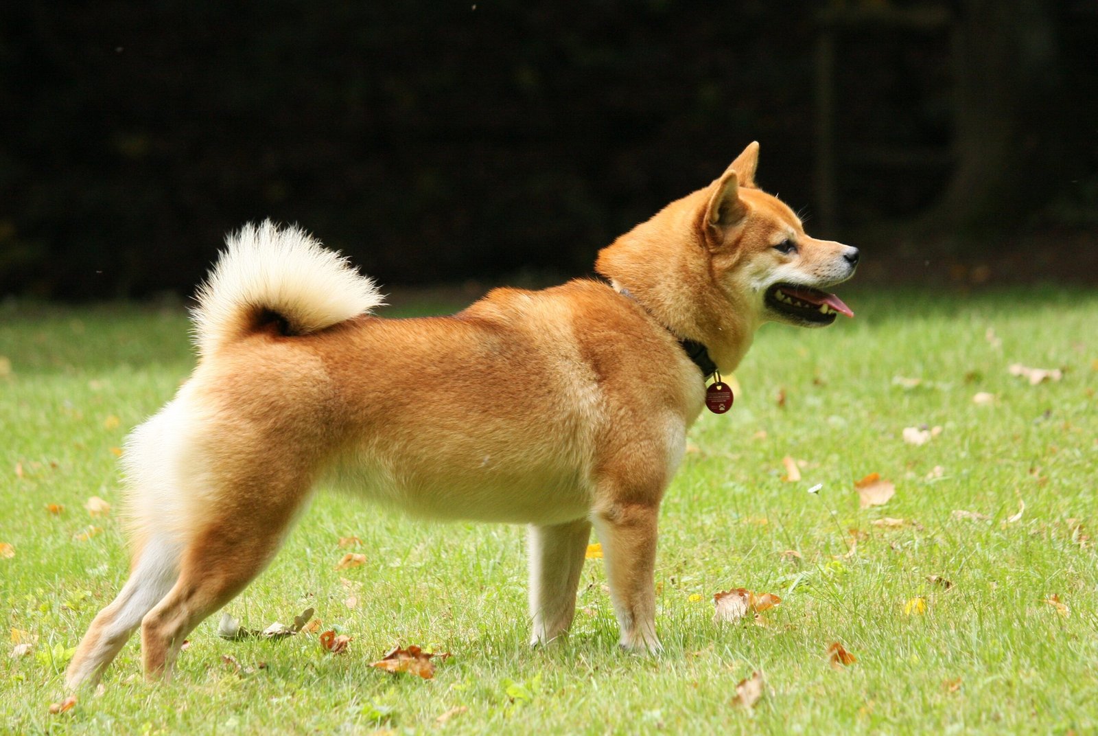 The Shiba Inu: Japan's Ancient Wolf Connection (image credits: Flickr: Shiba Inu Kazumi, CC BY 2.0, https://commons.wikimedia.org/w/index.php?curid=31427540)