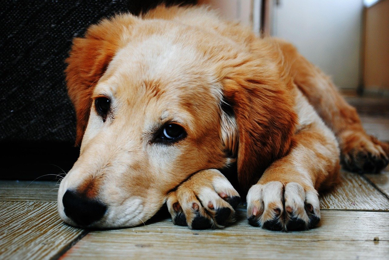 When Your Dog Withdraws from the World (image credits: pixabay)