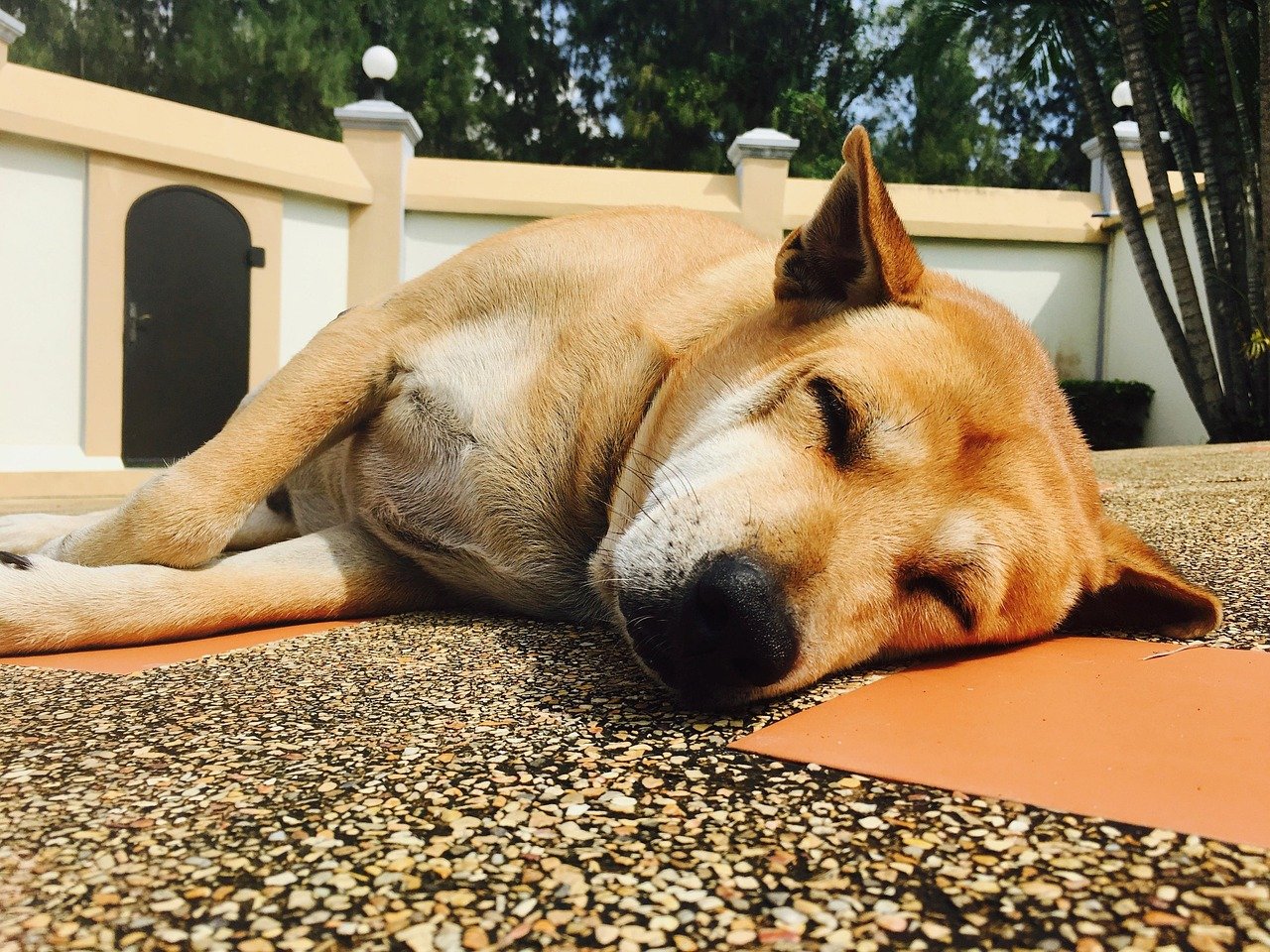 Innovative Pet-Friendly Housing Policies and Practices (image credits: pixabay)