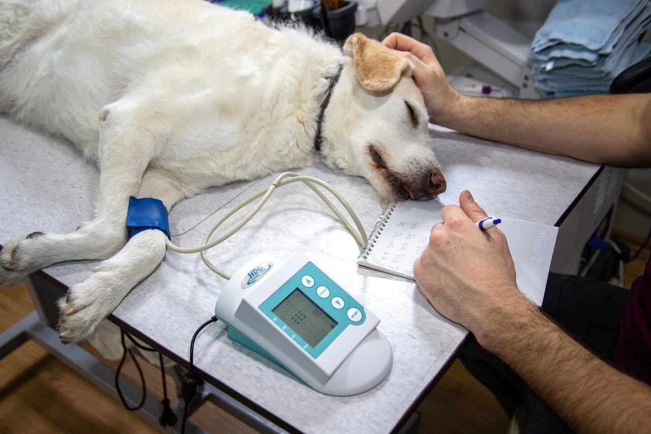 Outstanding Veterinary Care and Emergency Services (image credits: pixabay)