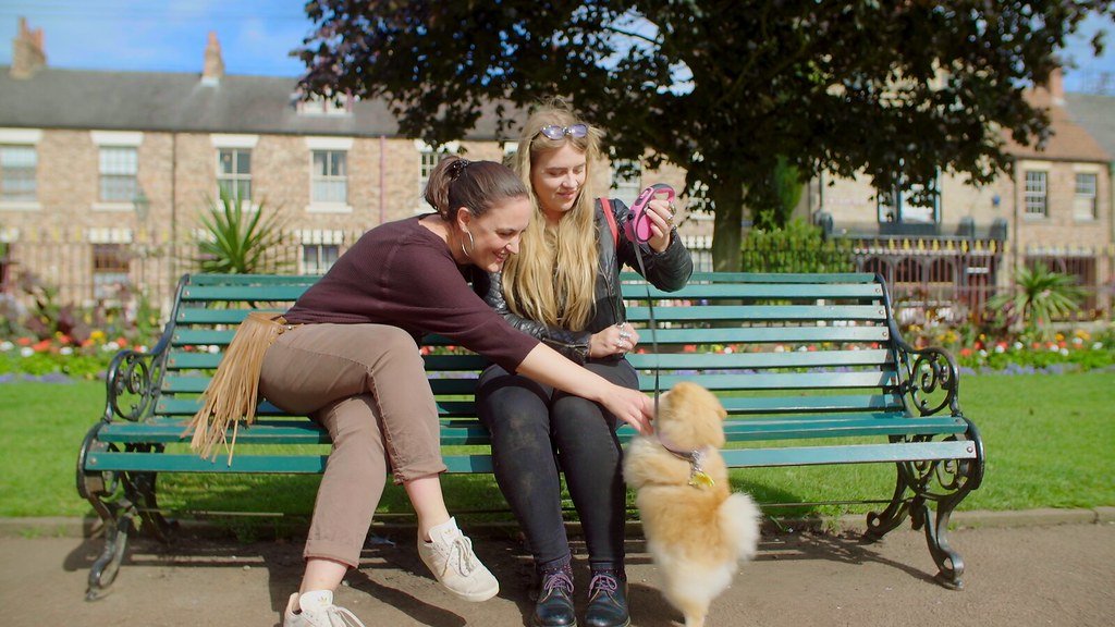 Economic Benefits and Tourism Impact of Dog-Friendly Policies (image credits: flickr)