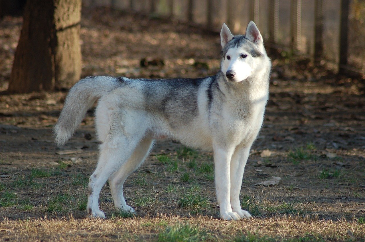 Siberian Huskies (image credits: pixabay)