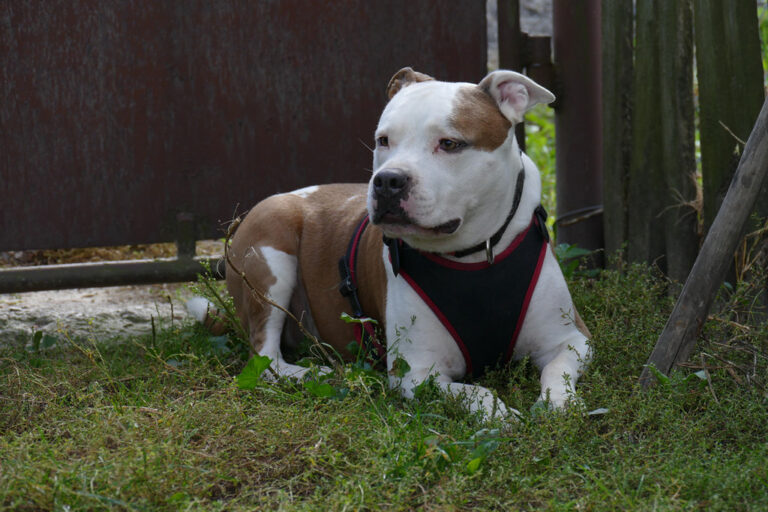 10 Dog Breeds That Have Been Unfairly Stereotyped