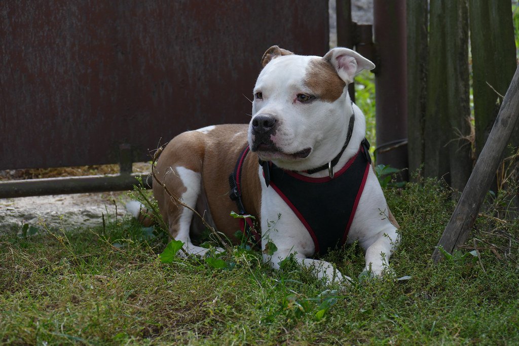 10 Dog Breeds That Have Been Unfairly Stereotyped