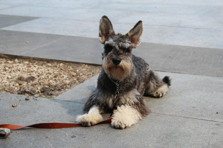 10 Ways You’re Losing Your Dog’s Trust Without Knowing It