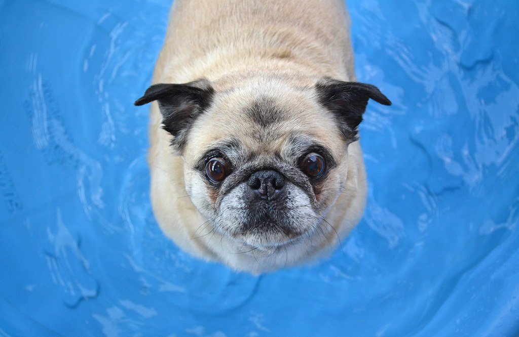 Why Water Doesn’t Always Cool Dogs Like You Think (image credits: flickr)