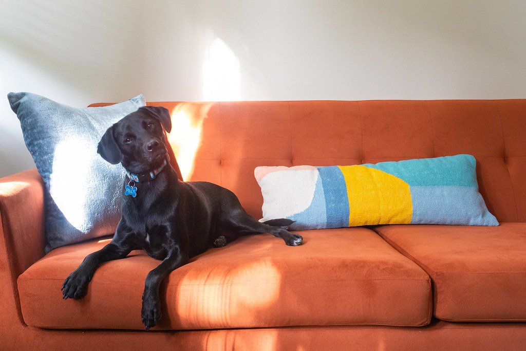 Labrador Retriever: The Ultimate Socialite (image credits: flickr)