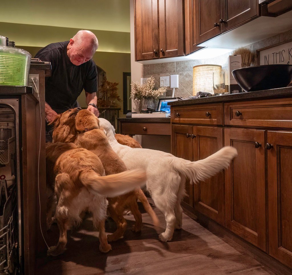 Golden Retriever: The Welcoming Committee (image credits: flickr)