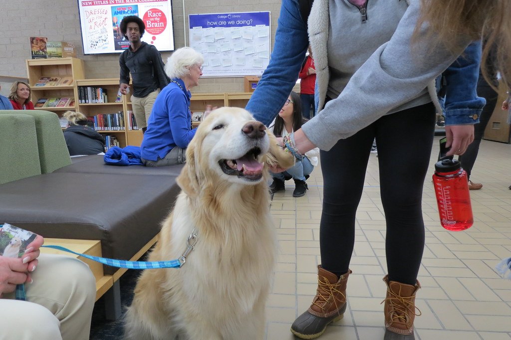 Golden Retriever: The Sunshine on a Cloudy Day (image credits: flickr)