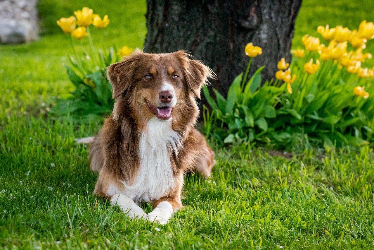 Australian Shepherd: The Enthusiastic Herder (image credits: pixabay)