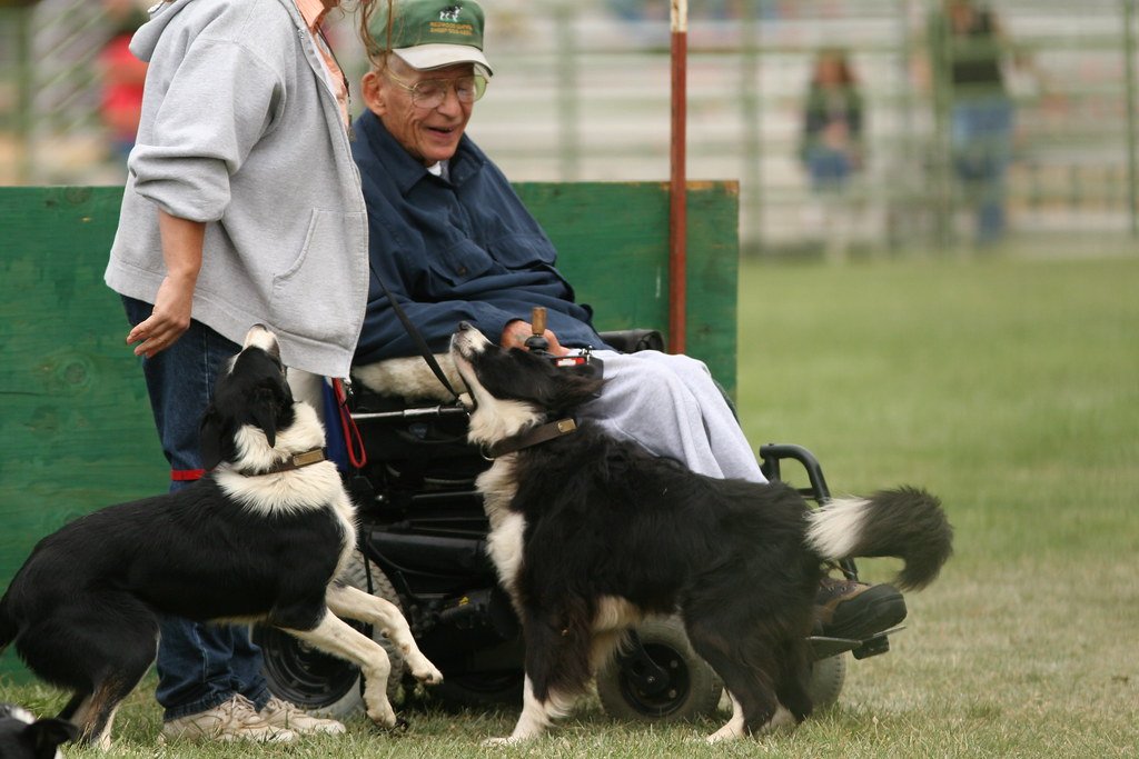 Border Collie: The Focused Fan (image credits: flickr)