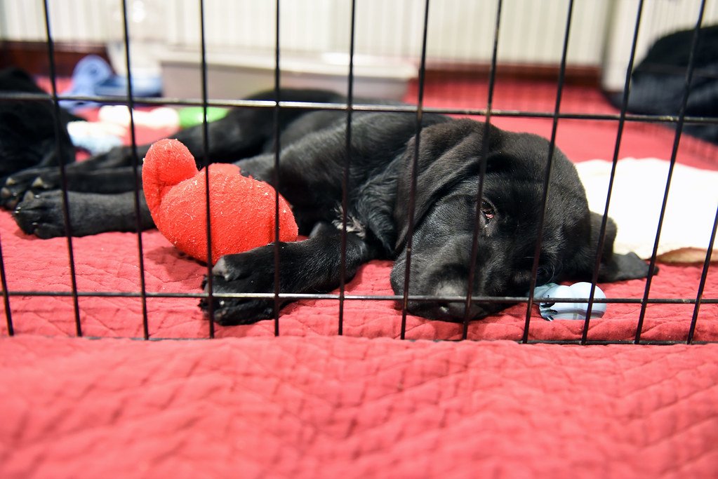 Lack of Socialization (image credits: flickr)