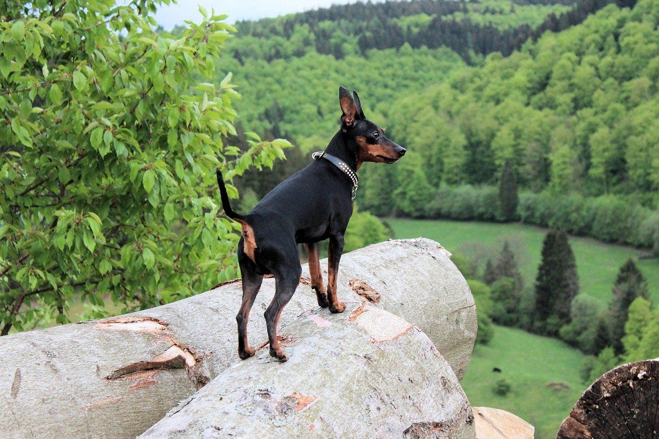 Miniature Pinscher - The King of Toys (image credits: pixabay)