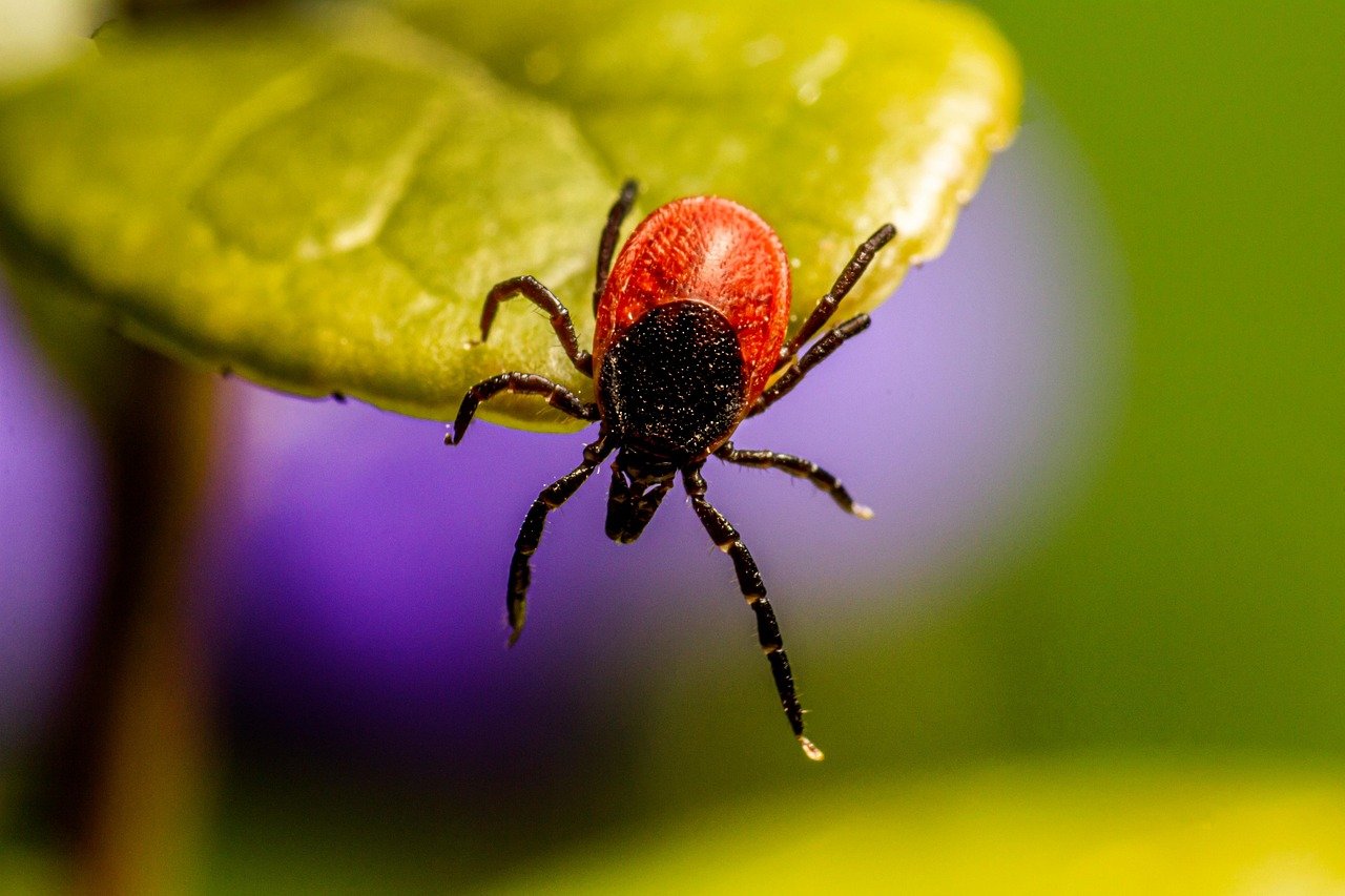The Shocking Reality: NYC's Tick Population Has Exploded (image credits: pixabay)
