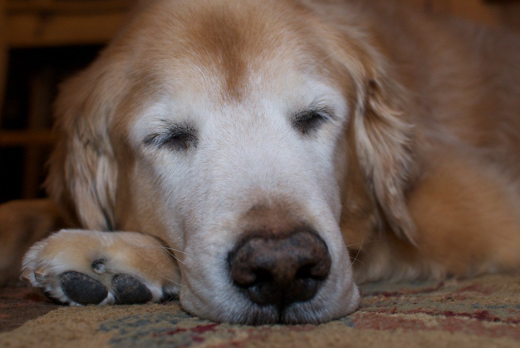 Canine Body Clocks: Nature’s Inner Timers (image credits: flickr)