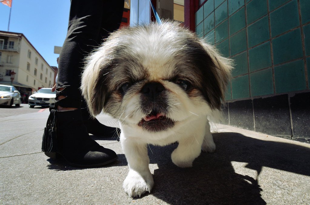 Behavioral Cues: What Your Dog Is Trying To Tell You (image credits: flickr)