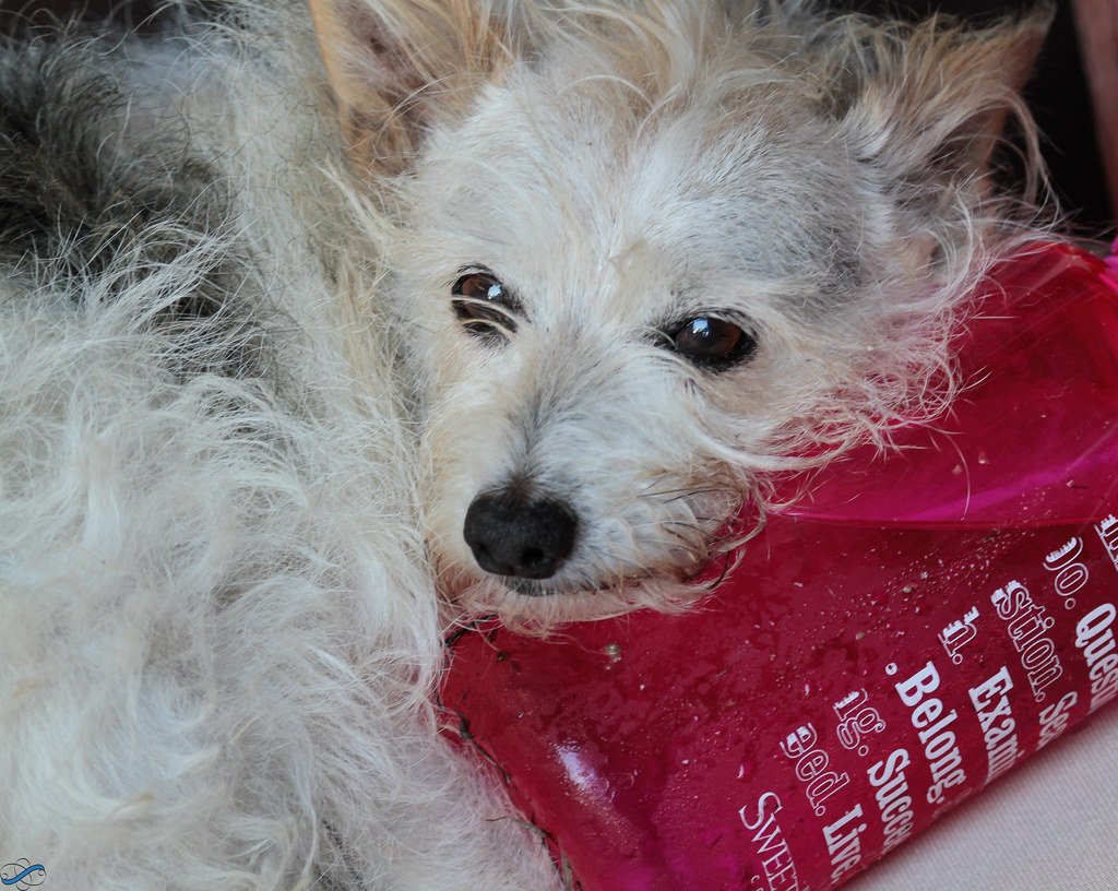 Frozen Treats And Water Play: Make Cooling Fun (image credits: flickr)