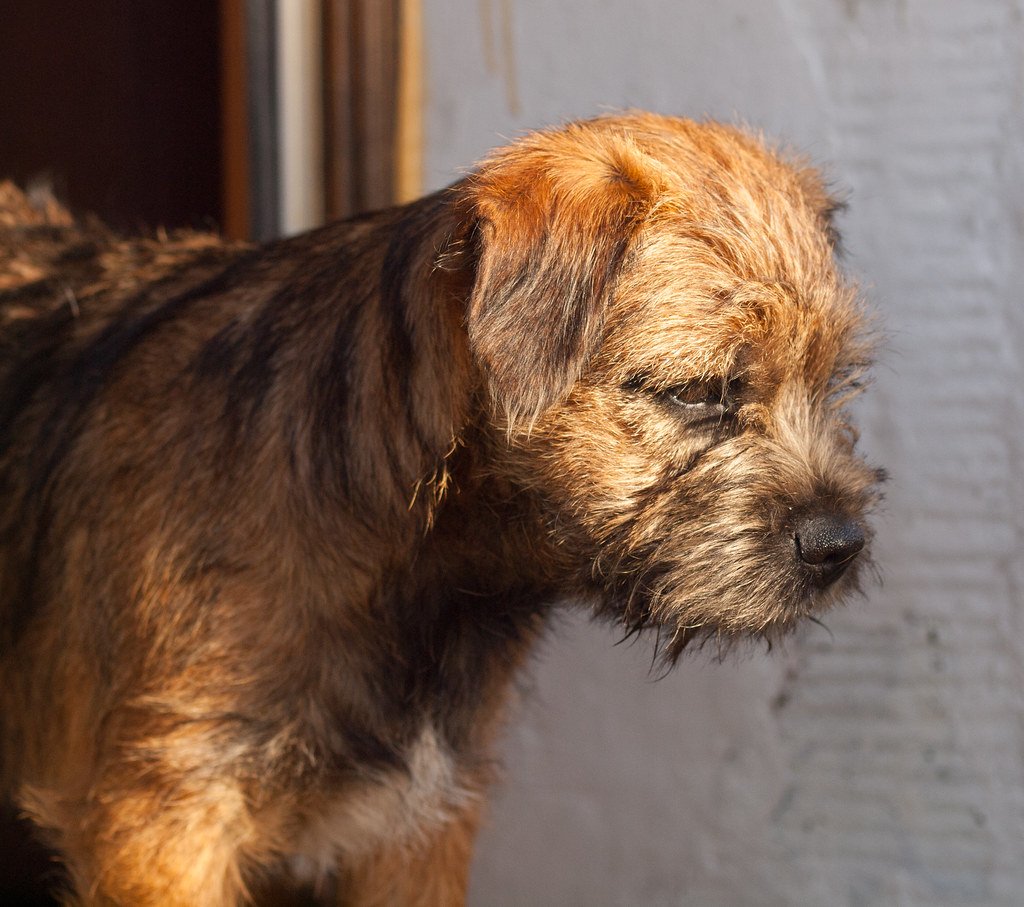 Border Terrier: The Wash-and-Go Wonder (image credits: flickr)