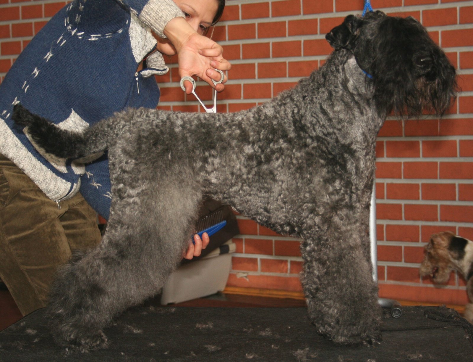 Kerry Blue Terrier: The Fresh-Faced Friend (image credits: wikimedia)