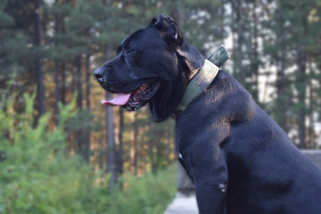 10 Dog Breeds That Could Turn on Their Owners Without Proper Training