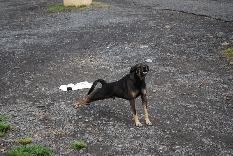 Your Dog's Internal Clock at Work (image credits: flickr)