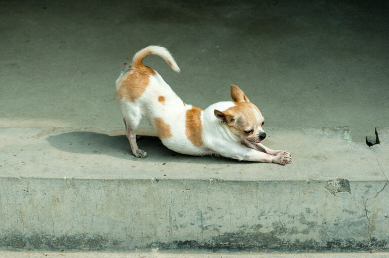 Why Does Your Dog Do a Full Stretch When They See You