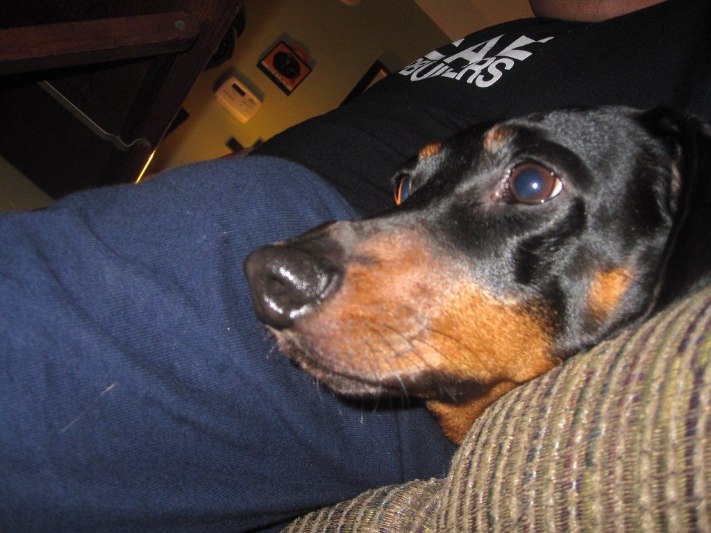 The Impulsive Dog Phenomenon