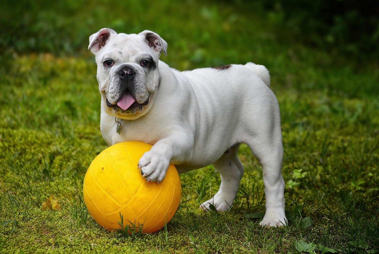 English Bulldogs: When Breathing Becomes a Battle (image credits: pixabay)