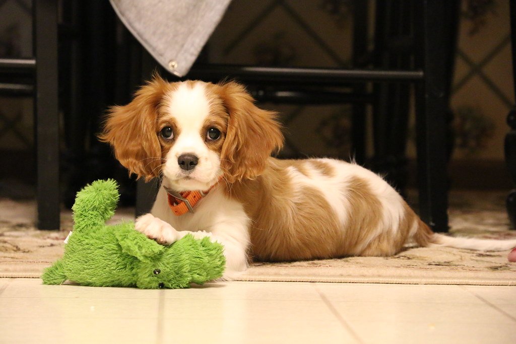 Cavalier King Charles Spaniel (image credits: flickr)