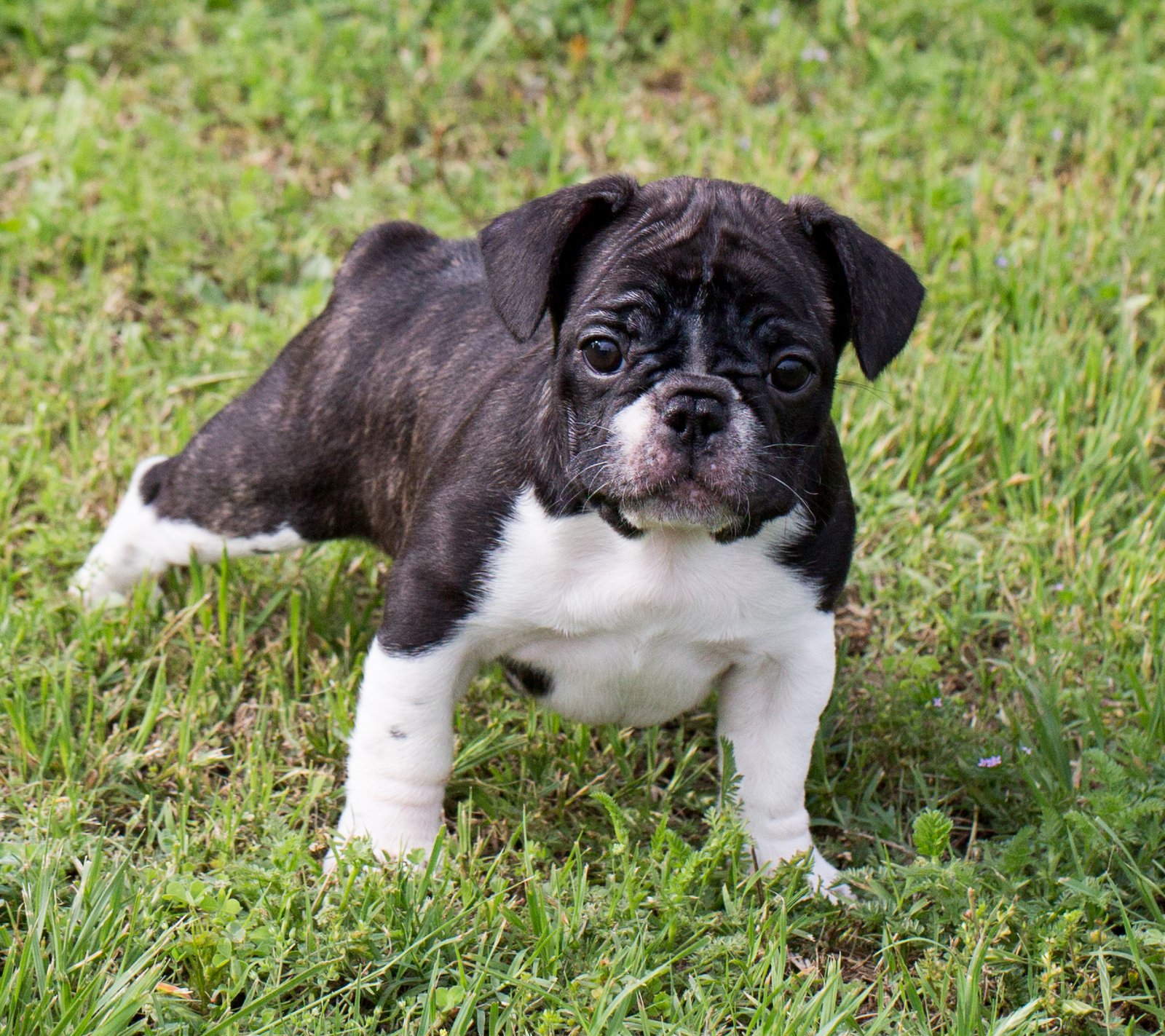 French Bulldog (image credits: wikimedia)