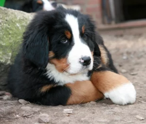 10 Snuggly Dog Breeds Easy to Fall in Love With At First Sight