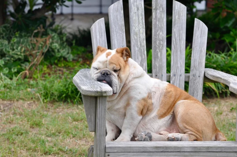 8 Signs Your Dog Deserves a Little More Love and Attention