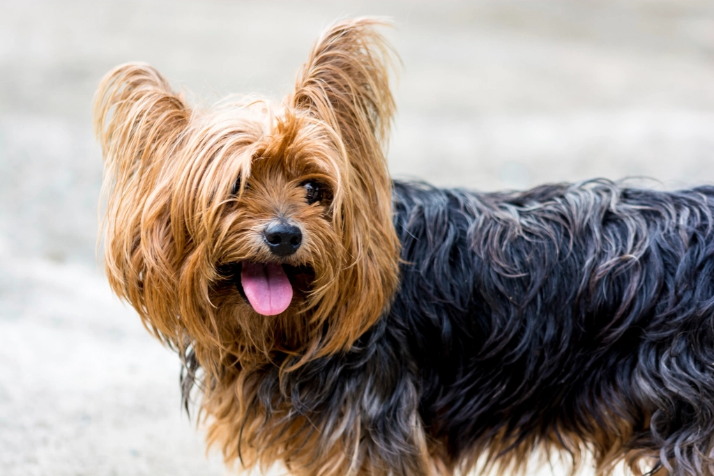 Yorkshire Terrier: The Spunky Sneaker (image credits: rawpixel)