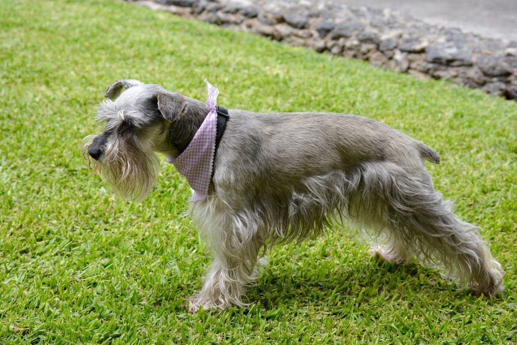 Miniature Schnauzer: The Bearded Prankster (image credits: rawpixel)