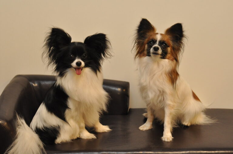 10 Small Dog Breeds That Are Big Mischief Mongers