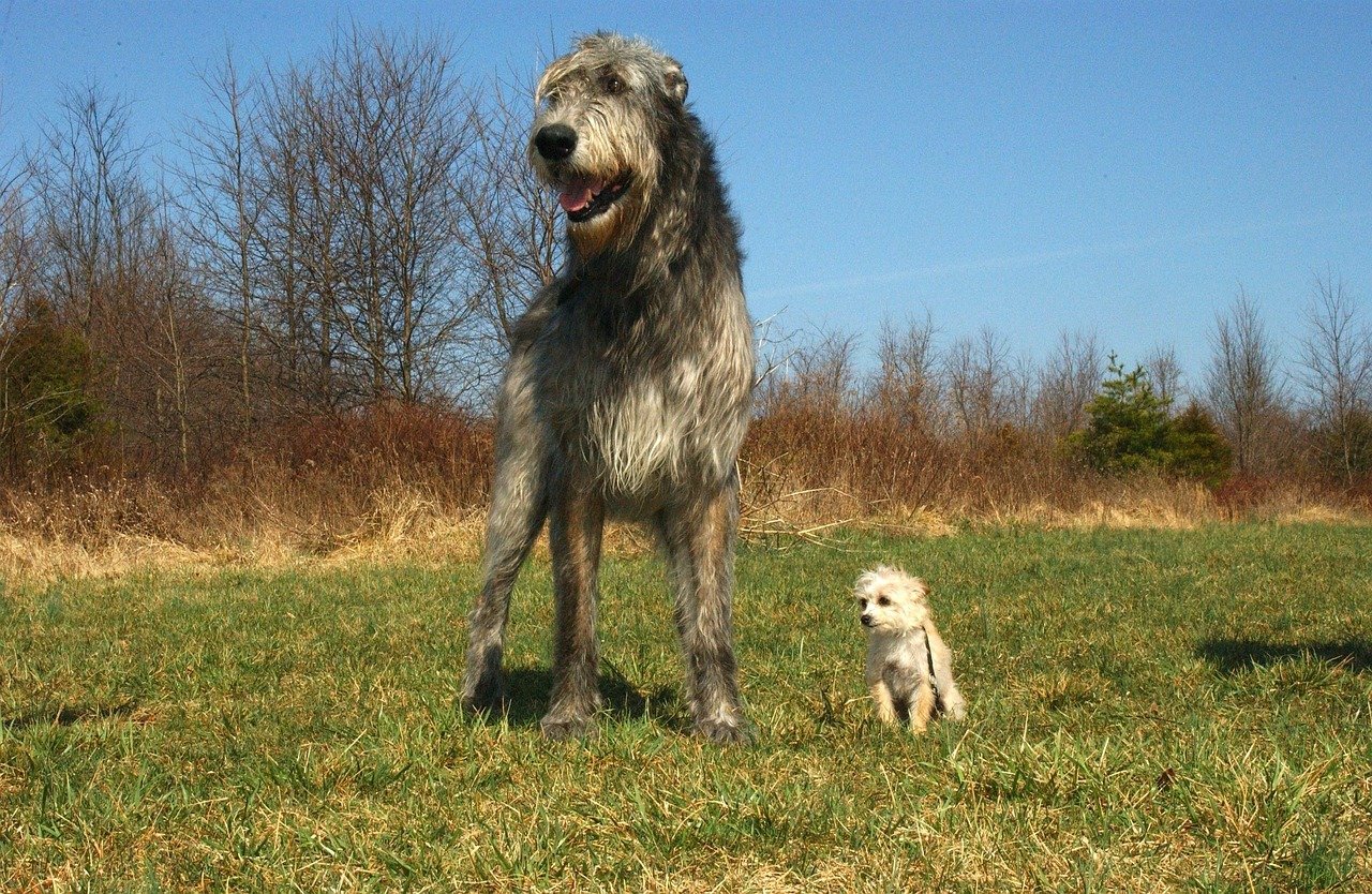 Irish Wolfhound: The Gentle Storyteller (image credits: pixabay)