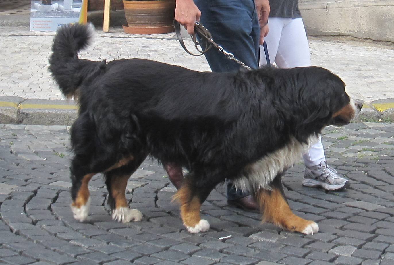 Bernese Mountain Dog: The Loyal Companion (image credits: wikimedia)