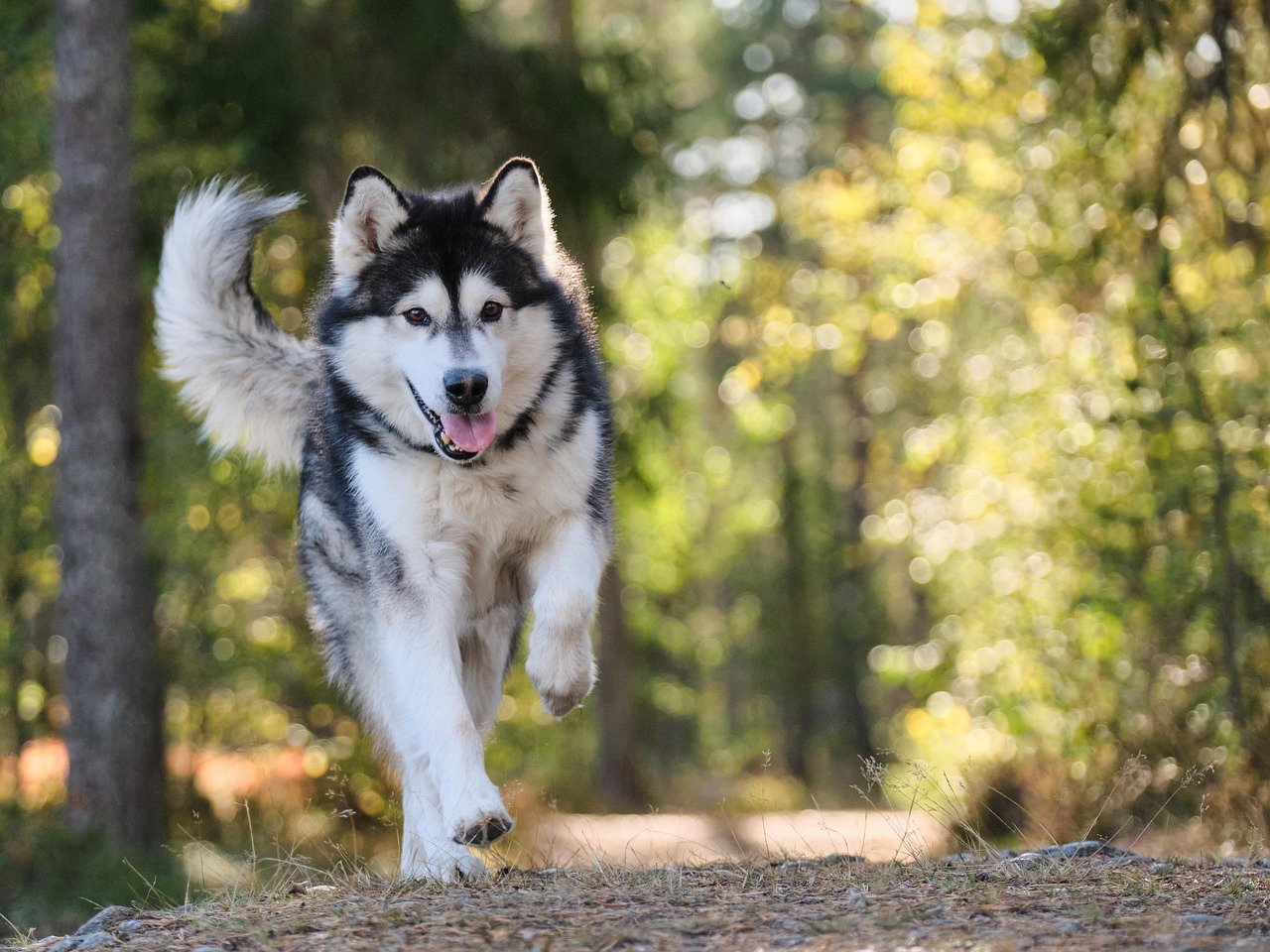Alaskan Malamute: Born for Oregon’s Snowy Peaks (image credits: pixabay)