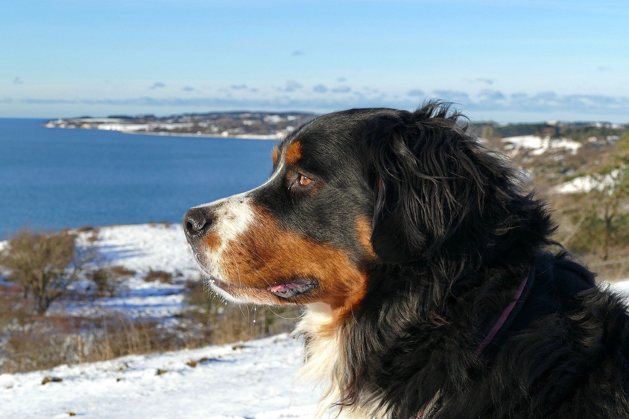 Bernese Mountain Dog: Cozy in the Cascades (image credits: pixabay)