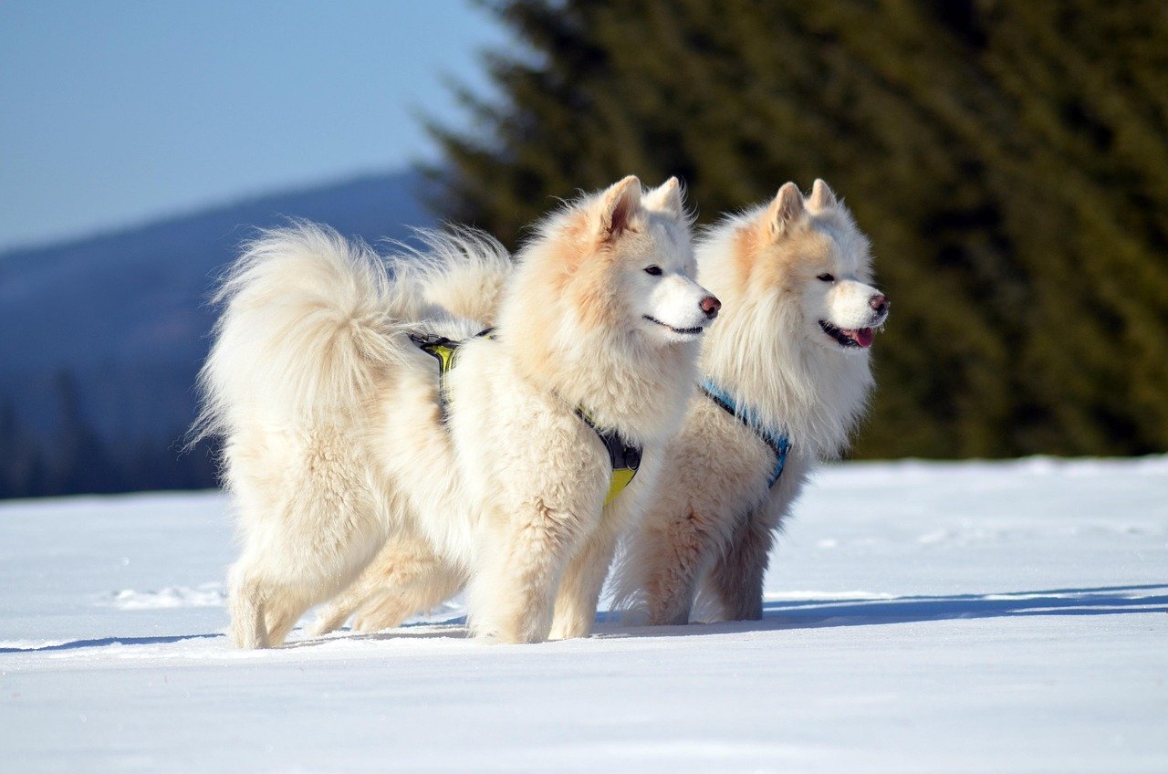 Samoyed: The Snowflake Smiler (image credits: pixabay)