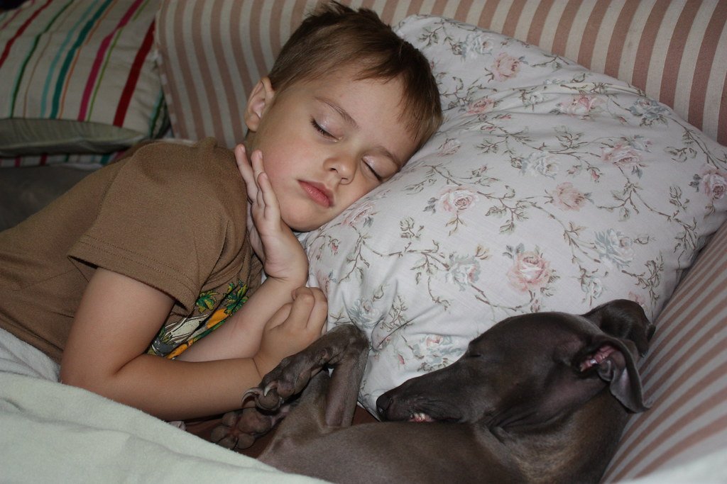 Italian Greyhound: Graceful Sun Seekers (image credits: flickr)