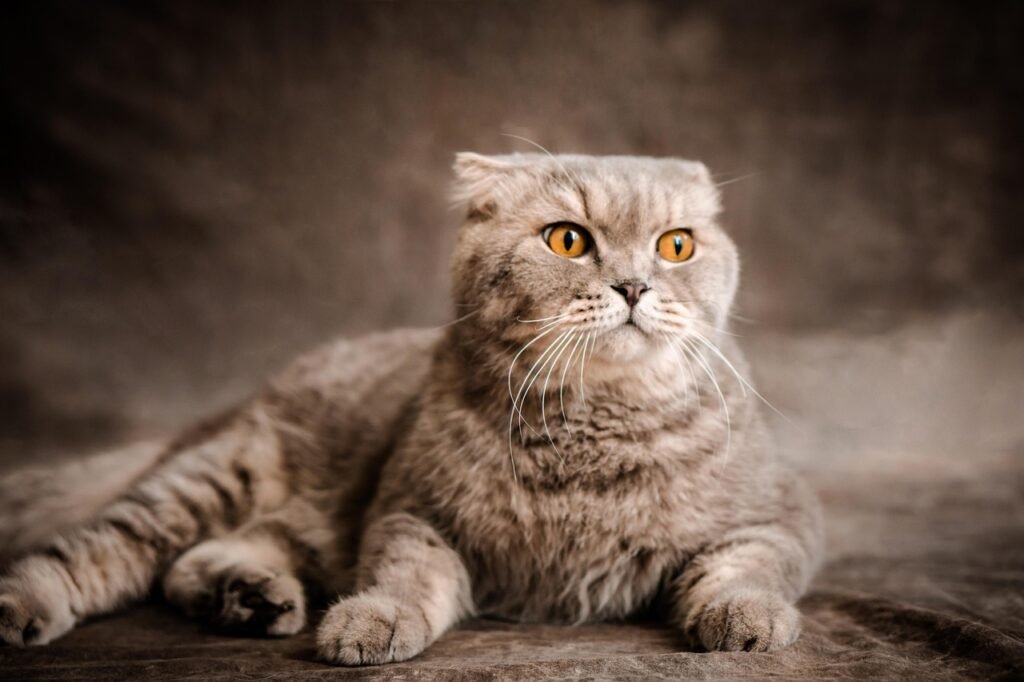 Scottish Fold: The Curious Sweetheart