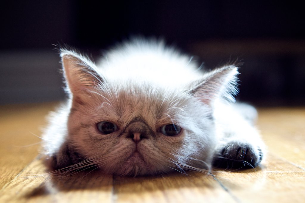 Exotic Shorthair: The Easy-Going Snuggler (image credits: flickr)