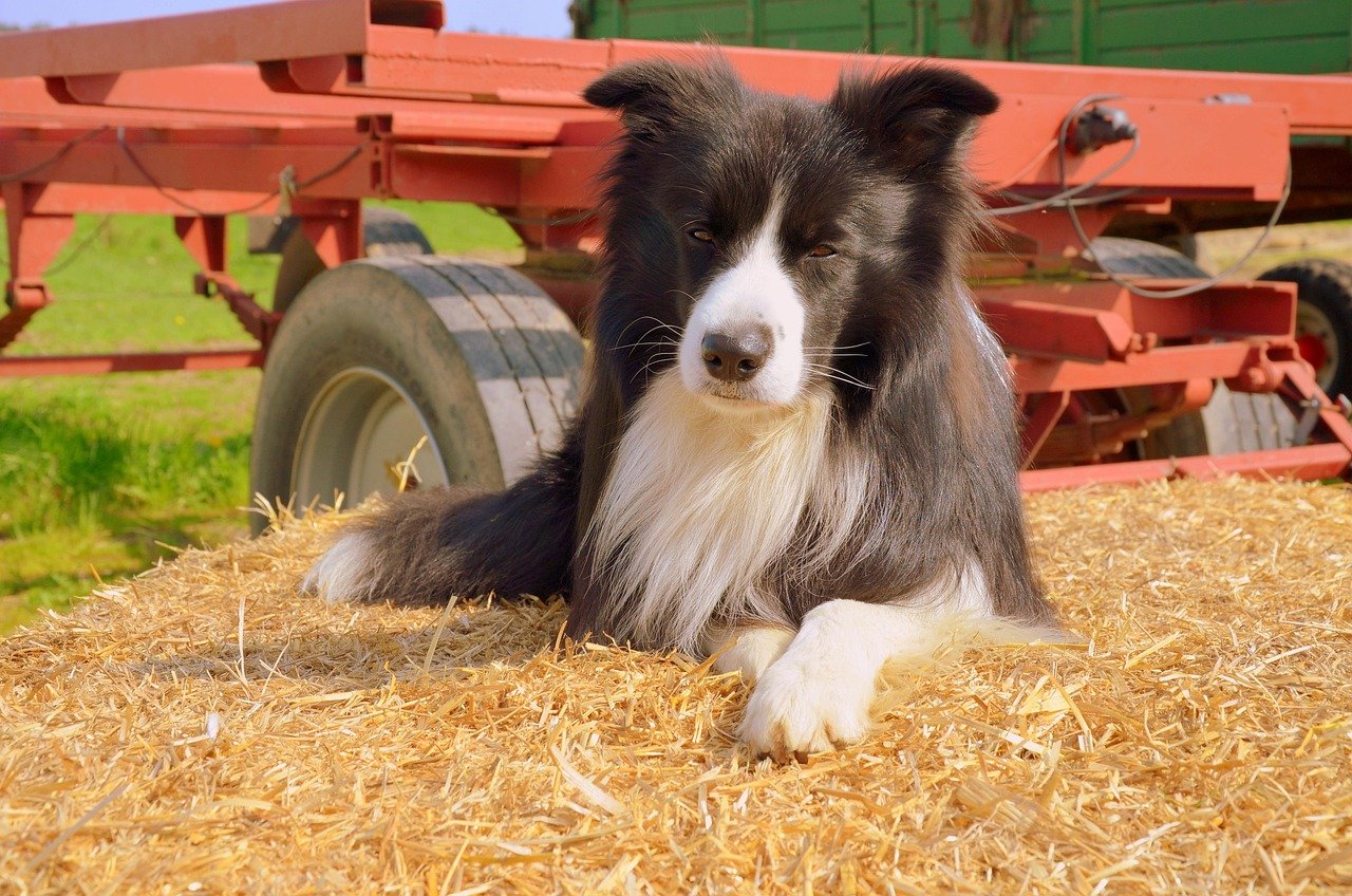 Border Collie: The Mind-Reading Dynamo (image credits: pixabay)