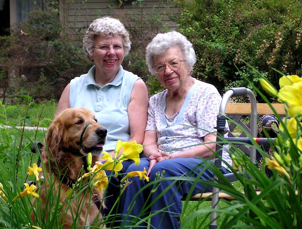 Golden Retriever: The Comforting Companion (image credits: flickr)
